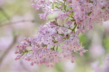 Photograph of a branch of lavender lilacs in the garden