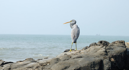 The caretaker of the seaside