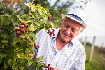 Senior man picking blackberries in an orchard