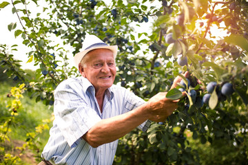 Senior man picking plums in an orchard