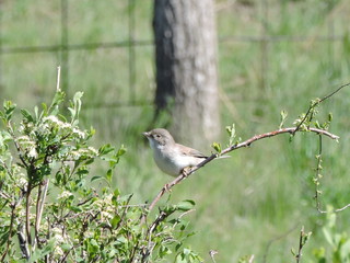 Sylvia communis
