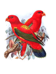 Illustration of bird