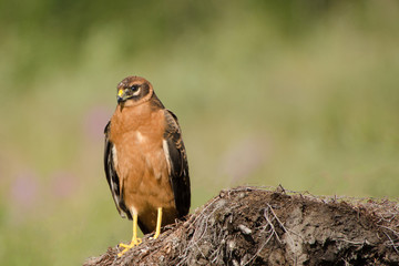 Pallid harrier 