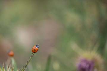 Ladybird