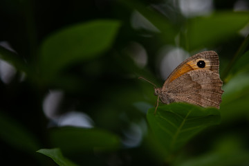 Small Heath Butterfly