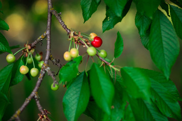 Sweet cherry red berries on a tree branch close up