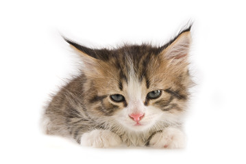  kitten on white background