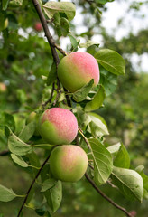 Summer apples and fresh picturesque garden