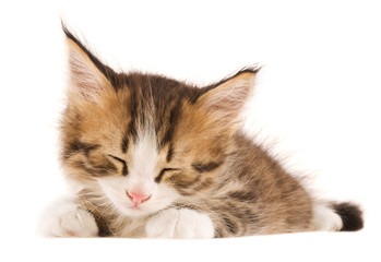  kitten on white background