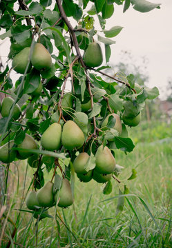 Green pear and green orchard