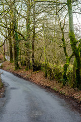 Fototapeta na wymiar A windy roady leading through green trees in a forrest