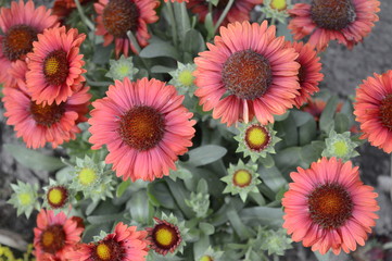 Gaillardia aristata Mesa Red - large, daisy like flowers in dark red color