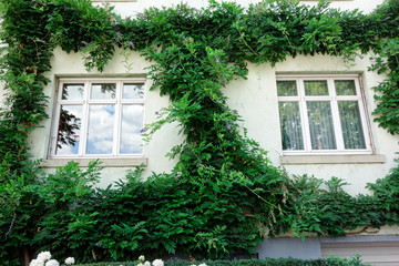 Street photography. Architecture and nature. Window and plants.