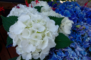 White orchid and blue hydrangea flowers. Macro photography.
