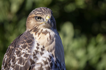 Hawk