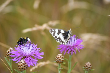 Biene und Schmetterling