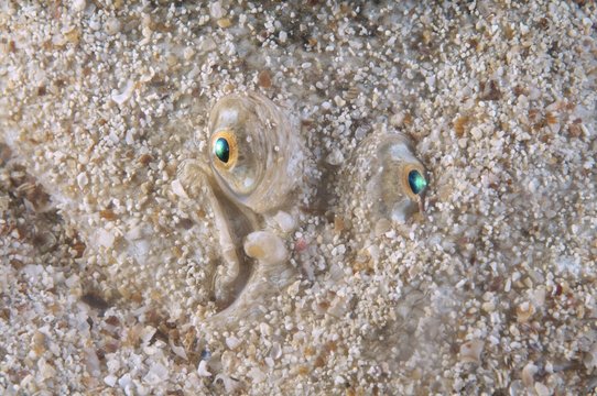 Snouted Sole (Solea lascaris nasuta, Solea nasuta), Black Sea, Crimea, Ukraine, Europe