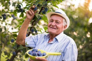 Senior man picking plums in an orchard