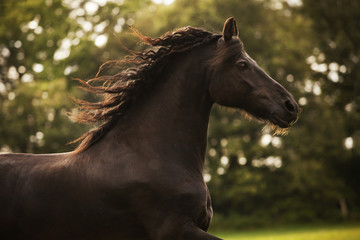Horse galloping in field
