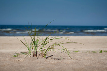 green plant on beach sand with sea in background