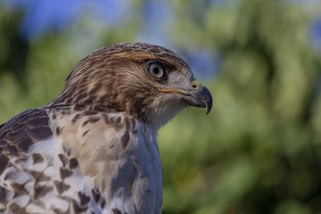 Hawk