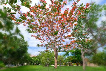 Fototapeta na wymiar Red royal poinciana flowers bloom with beautiful blue sky background, this is the blooming flowers in the summer monsoon tropics