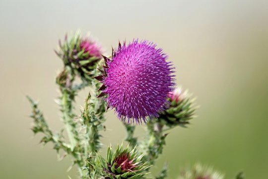 Welted Thistle (Carduus crispus), Burgenland, Austria, Europe