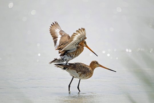 Black-tailed Godwits (Limosa limosa), mating in the water, Burgenland, Austria, Europe