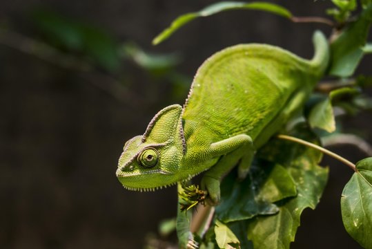 Close up of veiled chameleon on branch