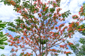 Red royal poinciana flowers bloom with beautiful blue sky background, this is the blooming flowers in the summer monsoon tropics