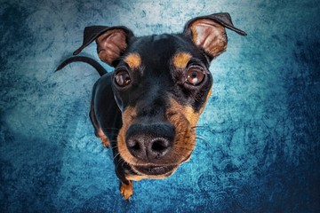 Fisheye Aufnahme hund chihuahua zwergpinscher portrait 