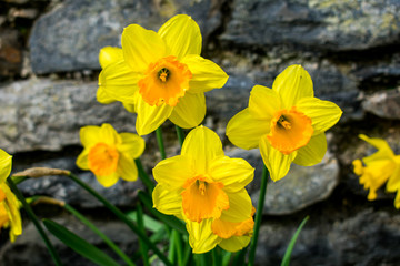 A bunch of bright yellow daffodils next to a stone wall in spring