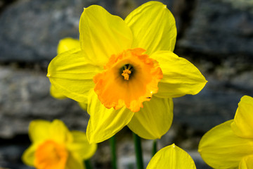 A single isolated daffodil, bright yellow