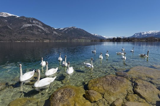 Mute Swans (Cygnus olor), Lake Wolfgang, near St. Gilgen, Salzkammergut, Salzburg State, Austria, Europe