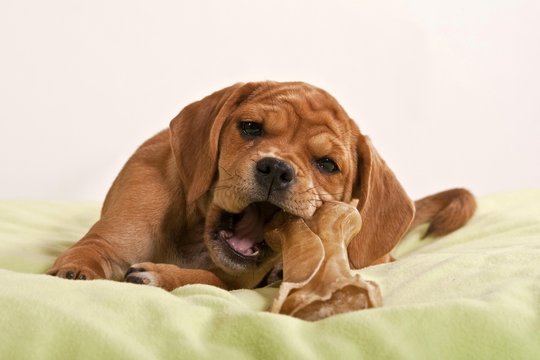 Puggle puppy chewing on a bone