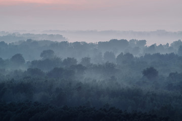 Mystical view on forest under haze at early morning. Eerie mist among layers from tree silhouettes in taiga under predawn sky. Atmospheric minimalistic landscape of majestic nature in faded blue tones