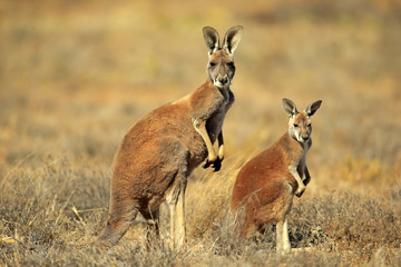 Red Kangaroo (Macropus rufus) mother with young, alert, Sturt National Park, New South Wales, Australia, Oceania
