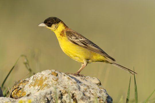 Black-headed Bunting (Emberiza melanocephala) standing on a stone, Rhodopes, Bulgaria, Europe