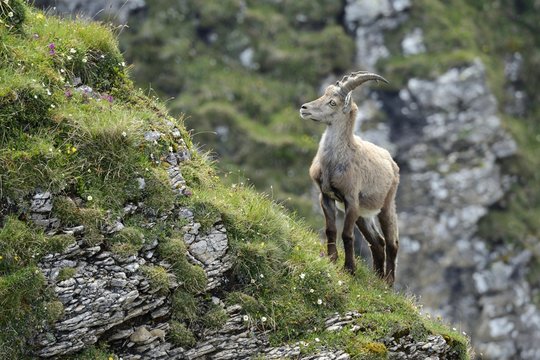 Alpine Ibex standing on mountain at Berner Oberland