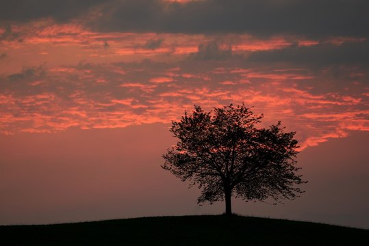 Tree silhouetted against a sky full of storm clouds, Hirzel, Canton of Zurich, Switzerland, Europe