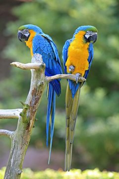 Blue and Yellow Macaws (Ara ararauna), pair, native to South America, captive, Wachenheim, Germany, Europe