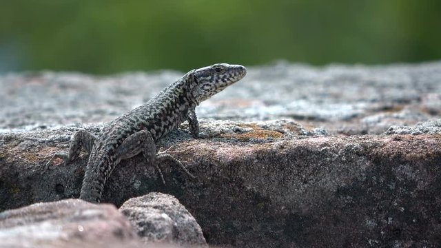 Mauereidechse (Podarcis muralis) 