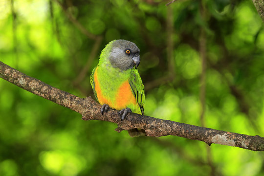 Senegal Parrot (Poicephalus senegalus), adult, tree, captive