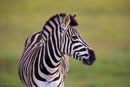 Burchell's Zebra (Equus quagga burchelli), adult, Addo Elephant National Park, Eastern Cape, South Africa, Africa