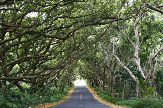 Tree tunnel along Highway 137, Red Road Highway, Hilo, Big Island of Hawaii, USA, North America