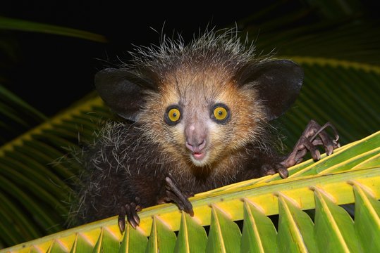 Aye-aye (Daubentonia madagascariensis) on a palm frond, Masoala Peninsula, Madagascar, Africa