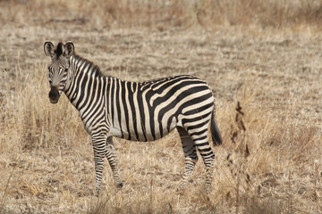 Fototapeta na wymiar Zambia: Zebras in South Luangwa National Park