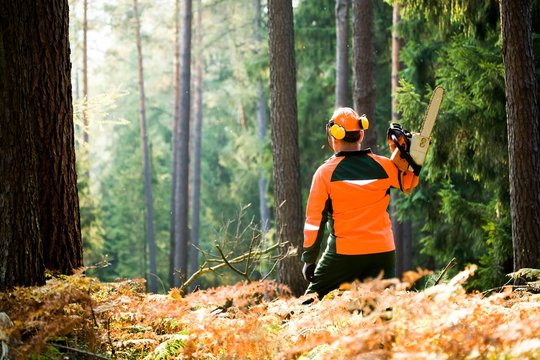 A woodcutter at work in the forest