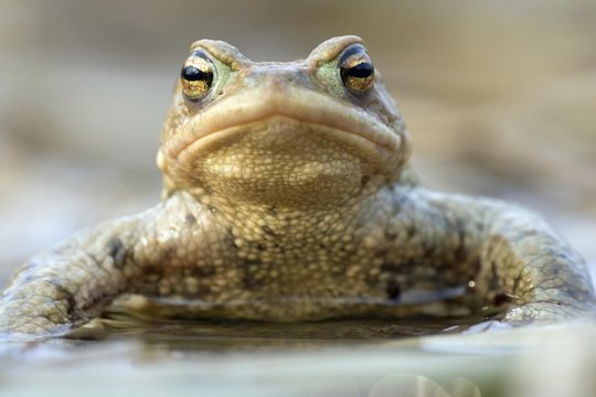 Close up of common toad