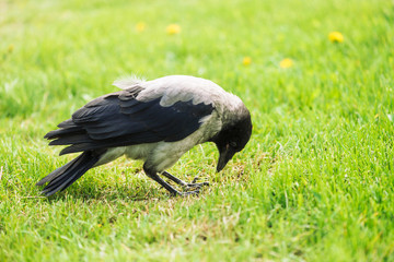 Black crow walks on green lawn with copy space. Raven on grass. Wild bird on meadow. Predatory animal of city fauna. Plumage of bird is close up. Detailed background of body of animal.